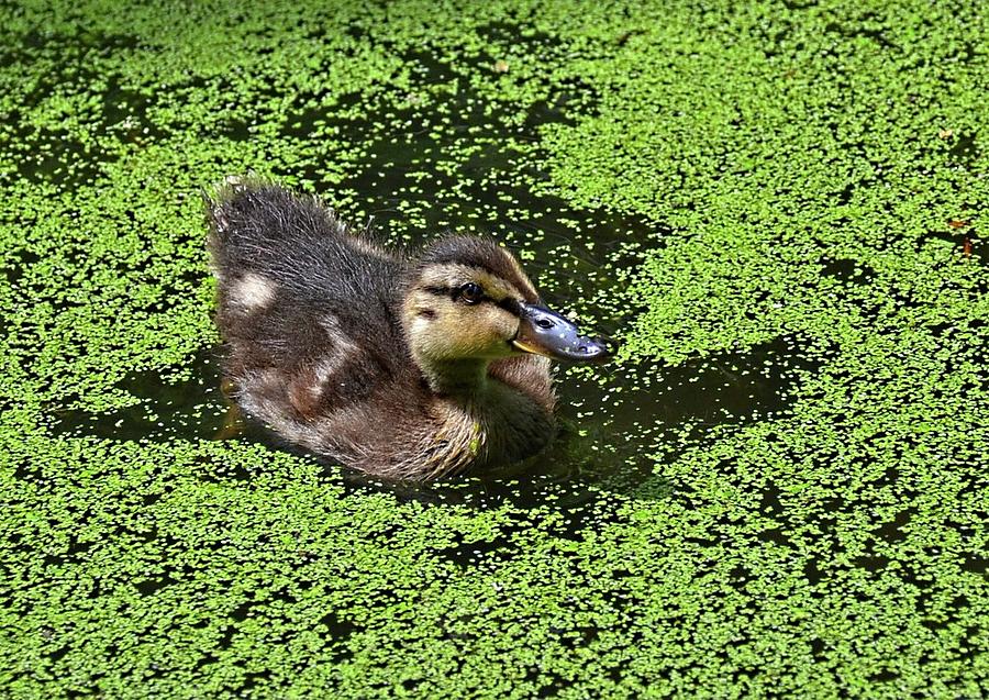 Baby duck Photograph by Ronda Ryan