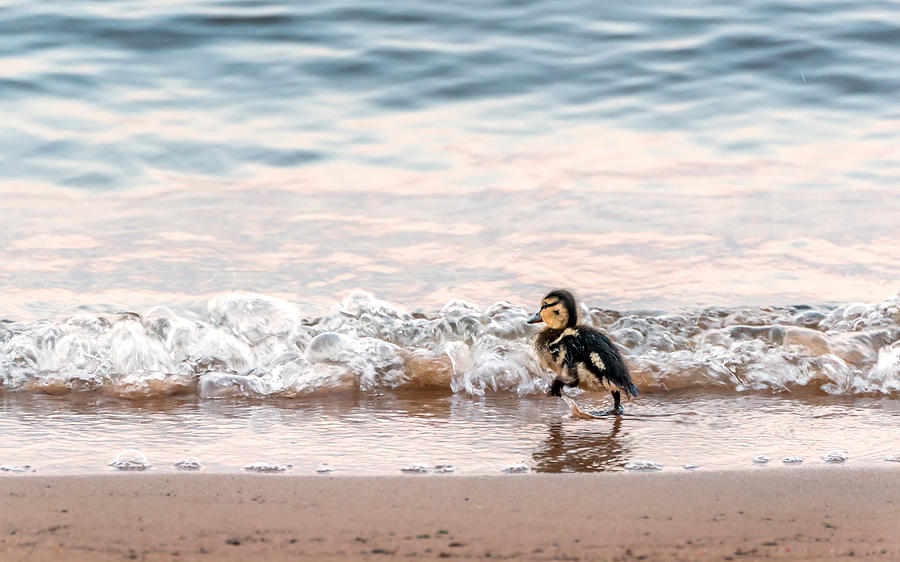 Baby duck running on a beach into the waves Photograph by Patrick Wolf