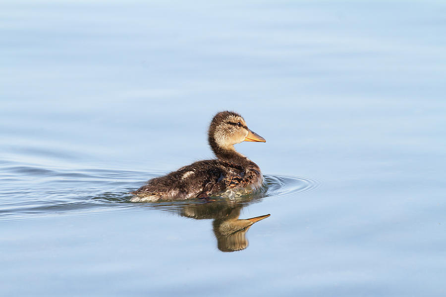 Baby Duckling Photograph by Jackson Pearson