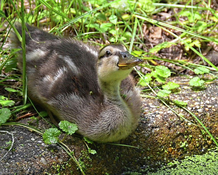 Baby Duckling Photograph by Ronda Ryan