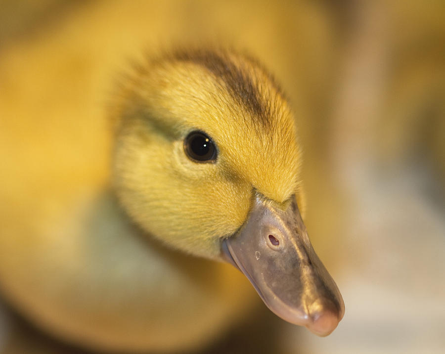 Baby Duckling Squeeker Photograph by Kathy Clark