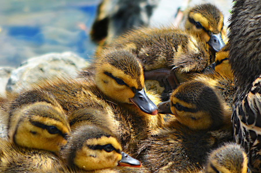 Baby Ducks Photograph by Ally White