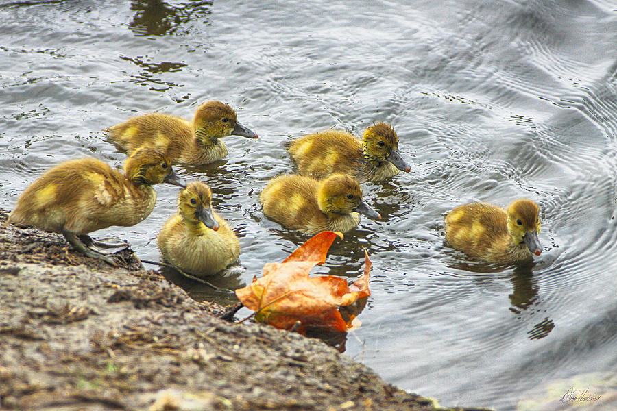 Wildlife Photograph - Baby Ducks and Autumn Leaf by Diana Haronis