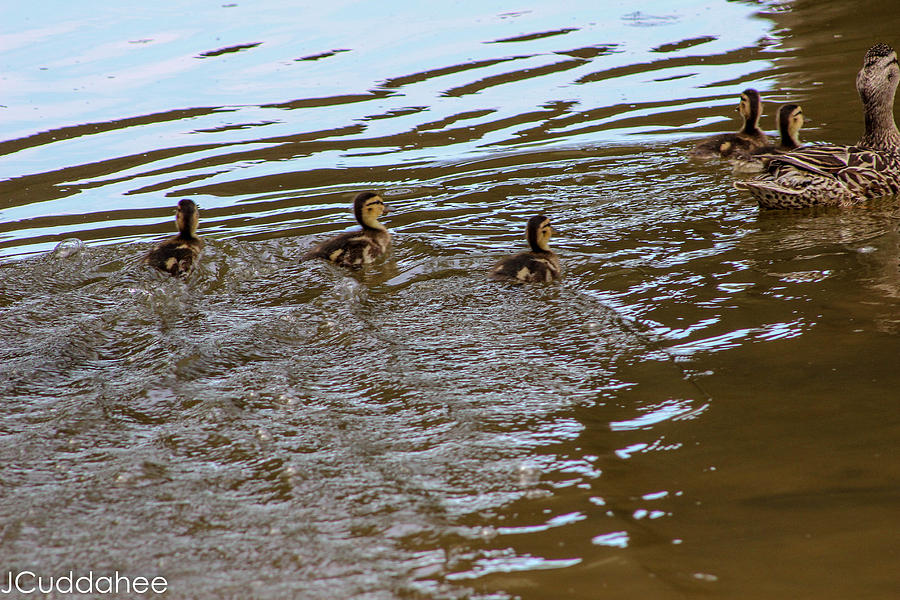 Baby Ducks at Cazanovia Park Photograph by Jesse Cuddahee | Fine Art ...