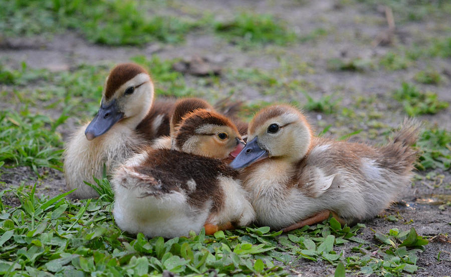 Baby Ducks Ducklets Photograph by Roy Erickson - Fine Art America