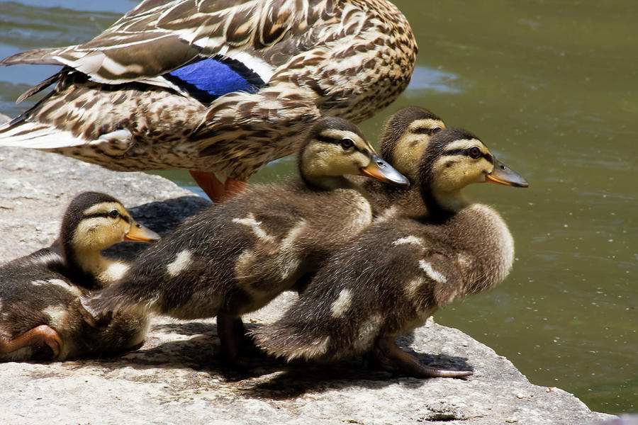 Baby Ducks Photograph by Jill Lang
