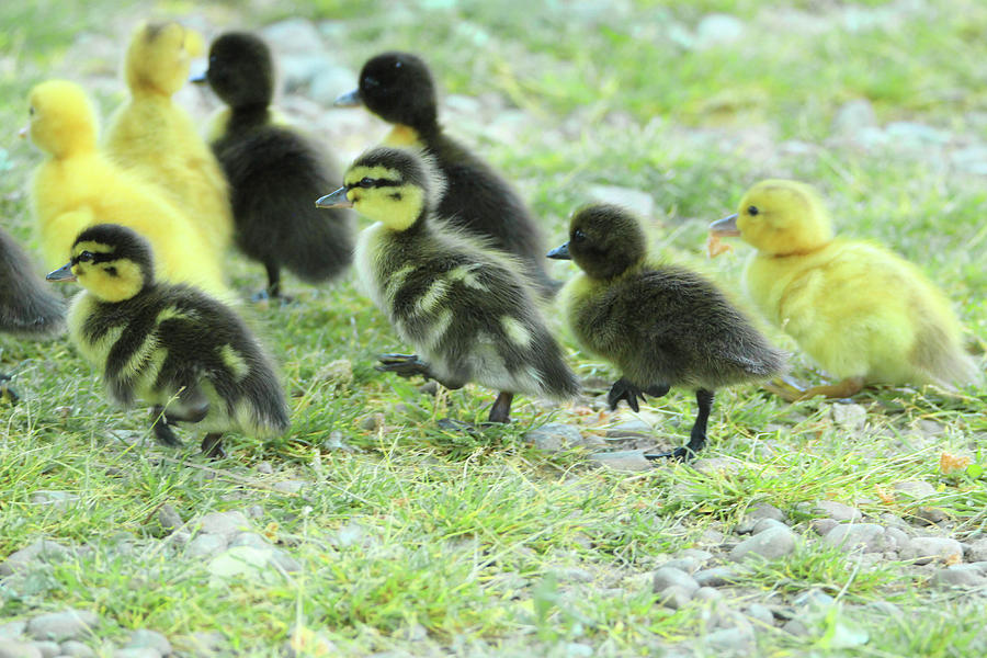 Baby Ducks Marching Photograph by David Stasiak