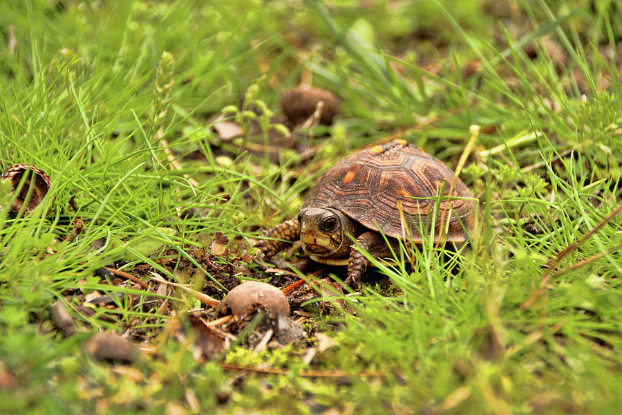 Baby Eastern Box Turtle Photograph by Kristia Adams