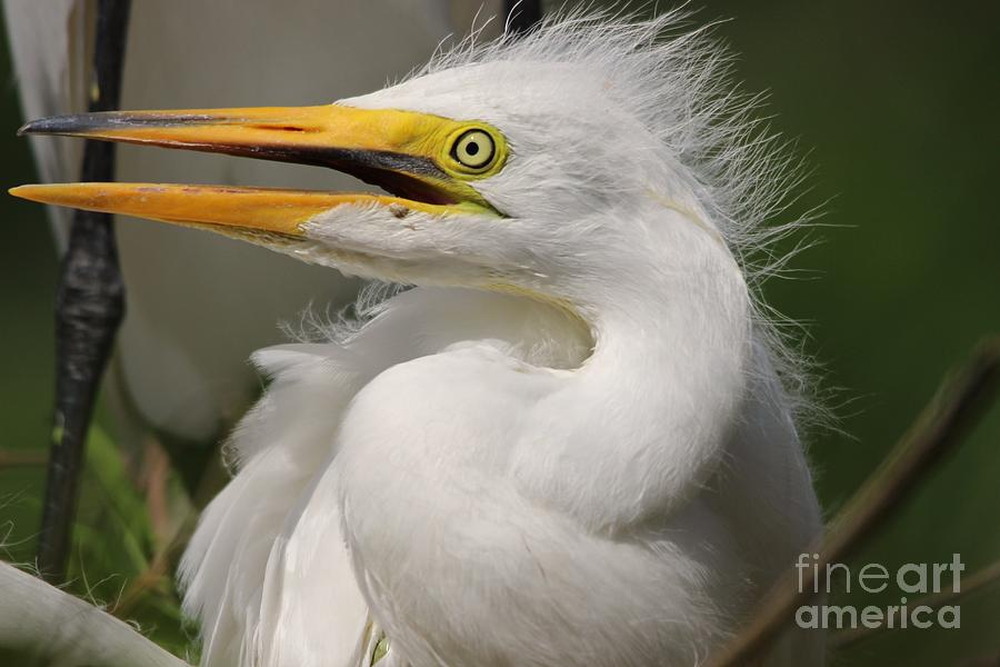 Baby Egret Photograph By Paulette Thomas Fine Art America