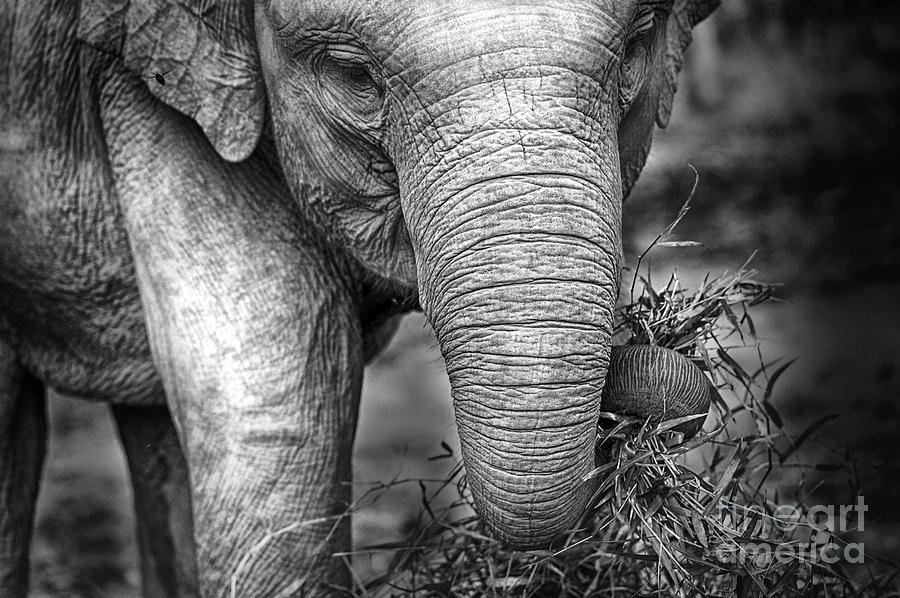 Portrait Photograph - Baby Elephant 1 by Charuhas Images