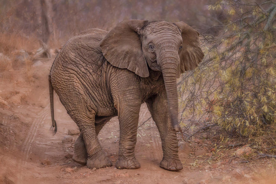 Baby Elephant  1755 Photograph
