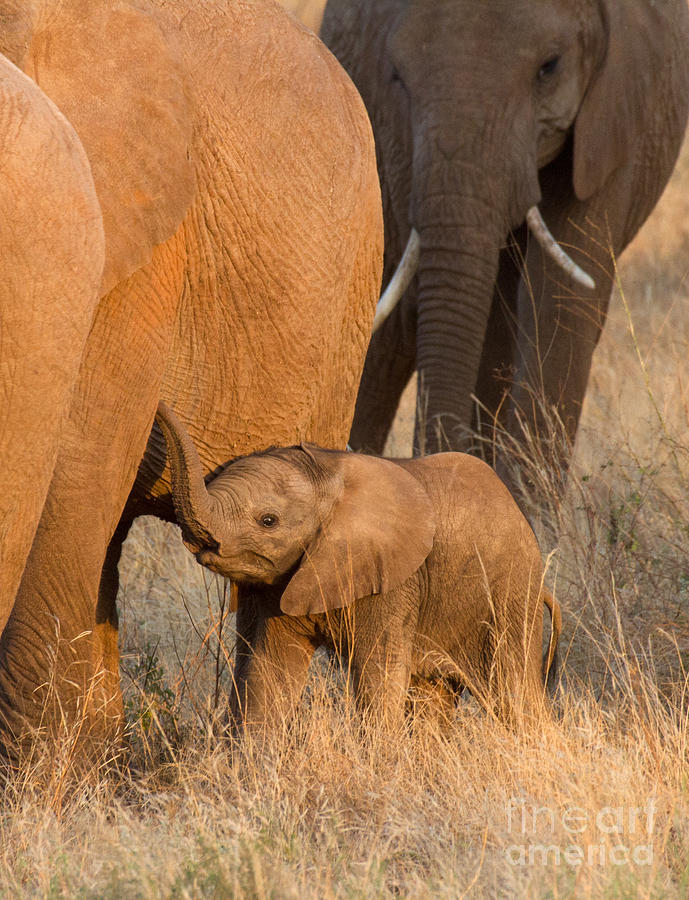 Baby Elephant 2 Photograph by Chris Scroggins