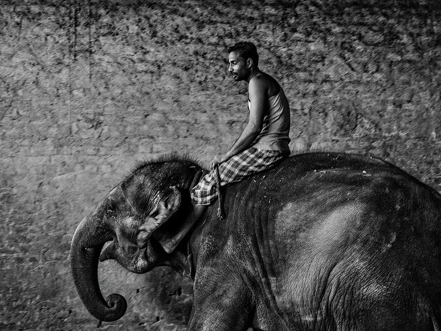 Man and Elephant 3 Photograph by M G Whittingham
