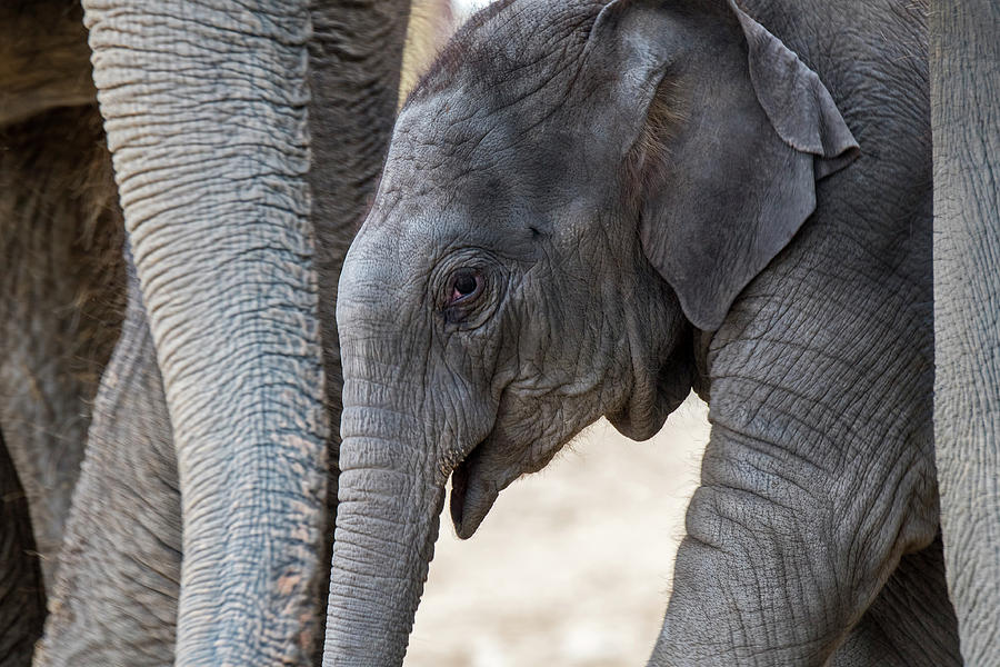 Baby Elephant Photograph by Arterra Picture Library