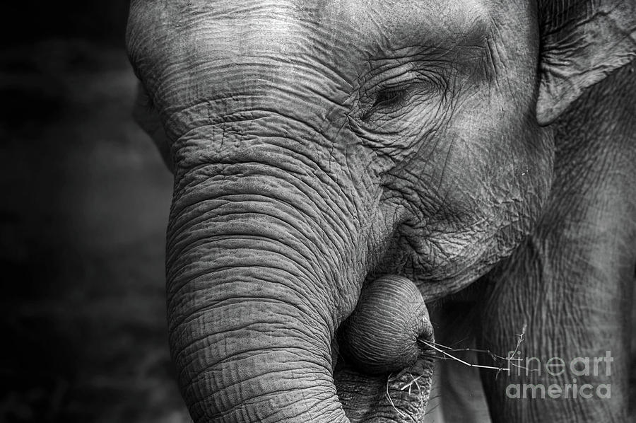 Baby Elephant Close Up Photograph by Charuhas Images