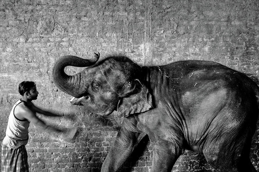 Man and Elephant Photograph by M G Whittingham