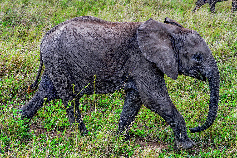 Baby Elephant Photograph by Marilyn Burton