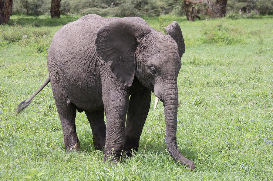 Baby elephant, Ngorongoro Crater, Tanzania Photograph by Karen Foley