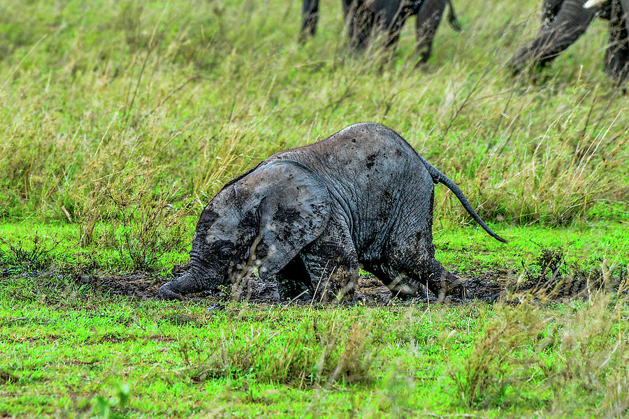 Baby Elephant Playing in the Mud Photograph by Marilyn Burton