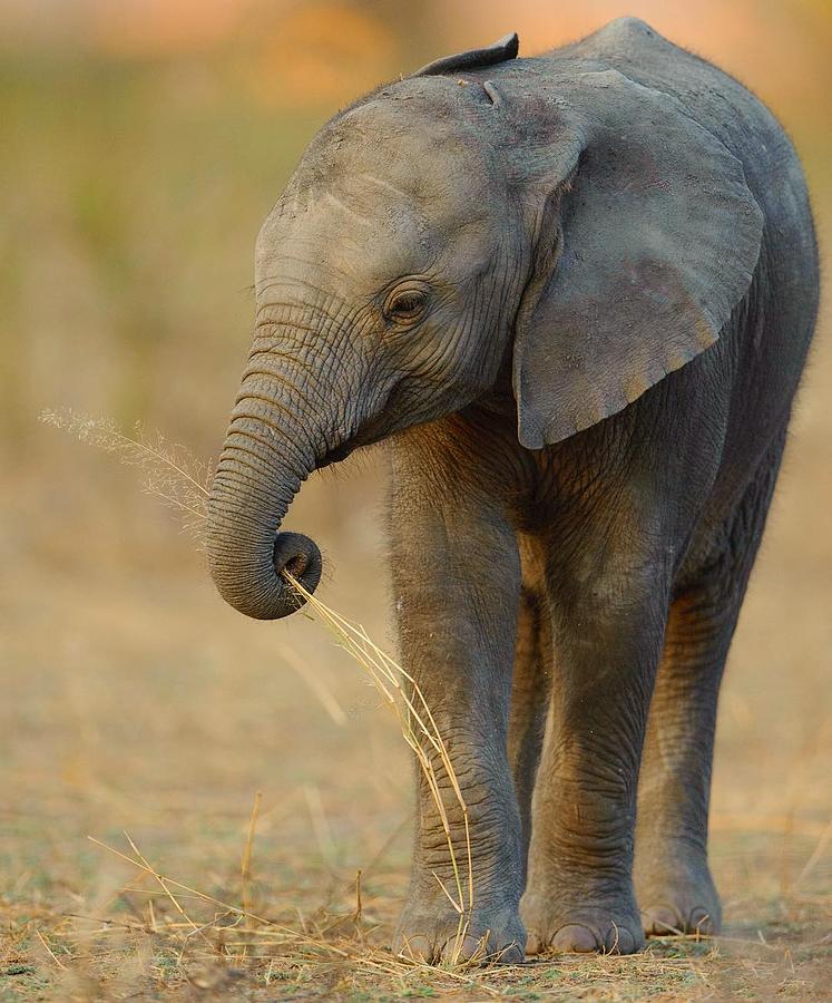 Nature Photograph - Baby Elephant by Happy Home Artistry