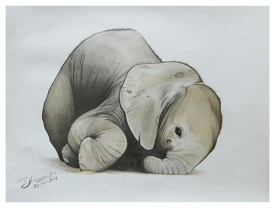 Baby Elephant Realistic Color Pencil Sketch Drawing by Sketches In