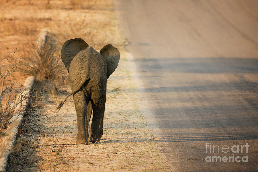 Baby elephant rear view Photograph by Jane Rix