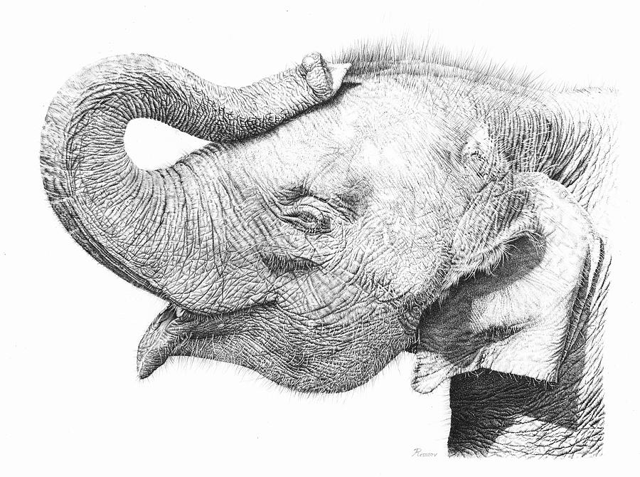 Baby Elephant Drawing