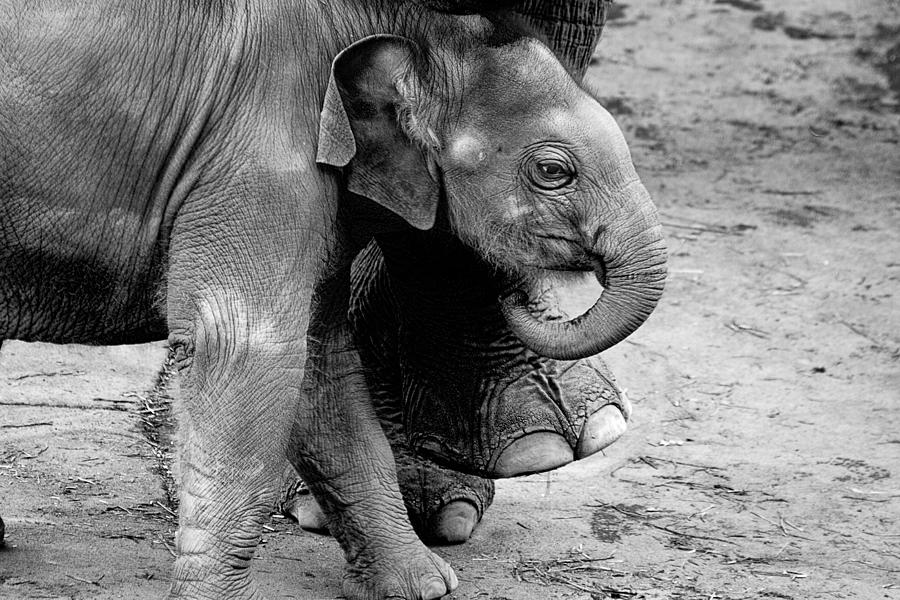 Baby Elephant Security Photograph by Wes and Dotty Weber