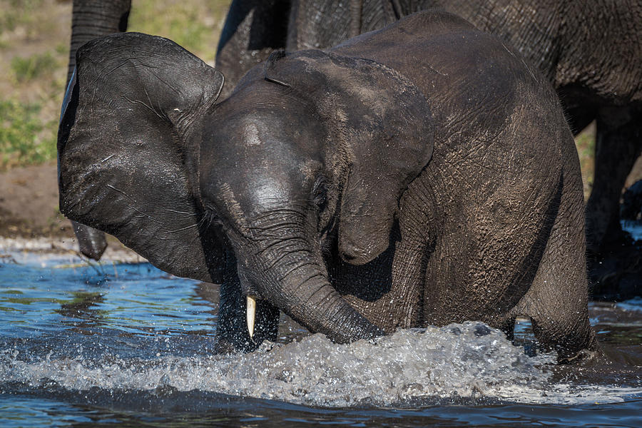 Baby elephant splashing around in shallow water Photograph by Ndp