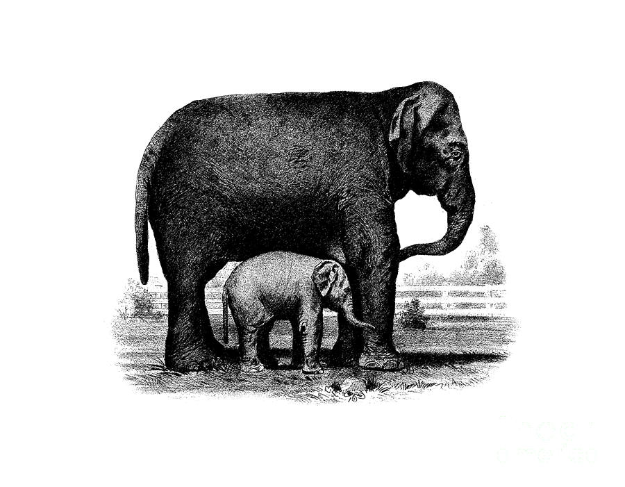 Baby Elephant T-shirt Drawing by Edward Fielding