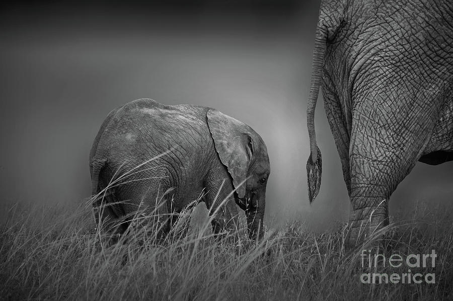 Wildlife Photograph - Baby Elephant Walking by Charuhas Images