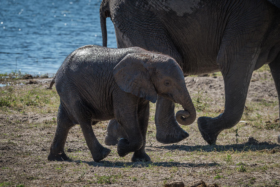 Baby Elephant Walking With Mother Beside River Photograph By Ndp