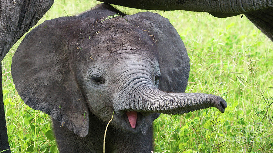 Baby elephant with a stick Photograph by Mareko Marciniak