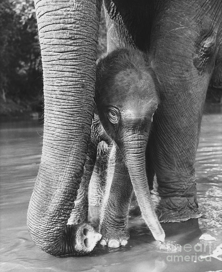 Baby Elephant With Mother Photograph by Ylla