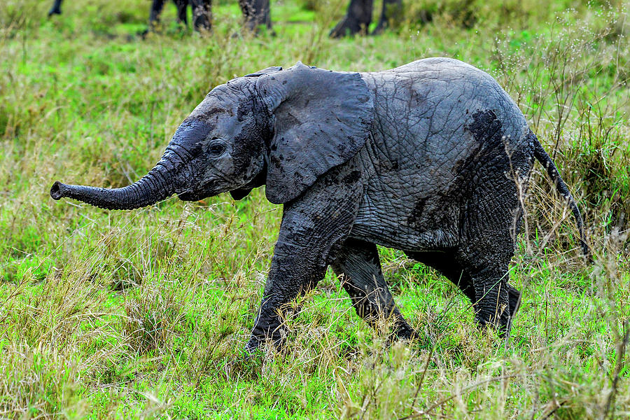 Baby Elephant with Raised Trunk Photograph by Marilyn Burton