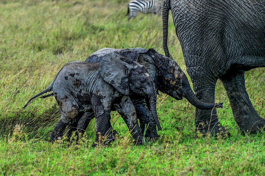Baby Elephants Following Momma Photograph by Marilyn Burton