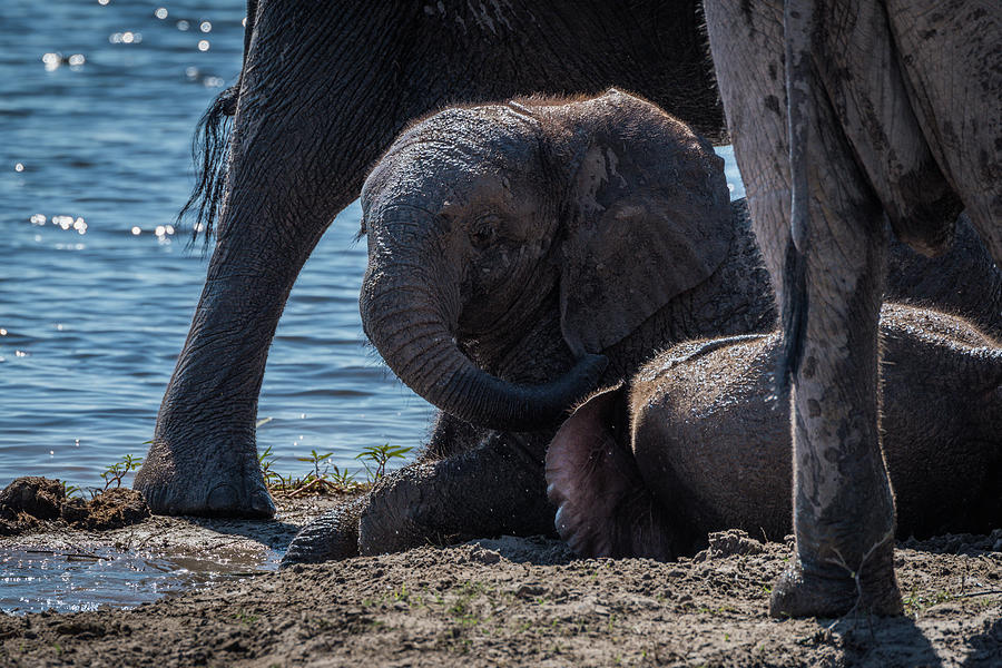 Baby elephants lying in mud beside river Photograph by Ndp - Fine Art ...