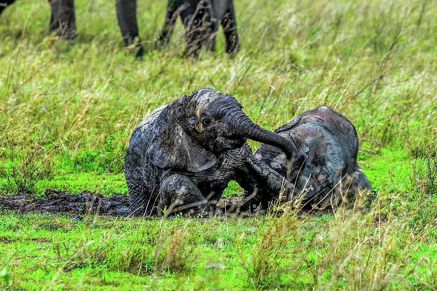 Baby Elephants Rolling in the Mud Photograph by Marilyn Burton