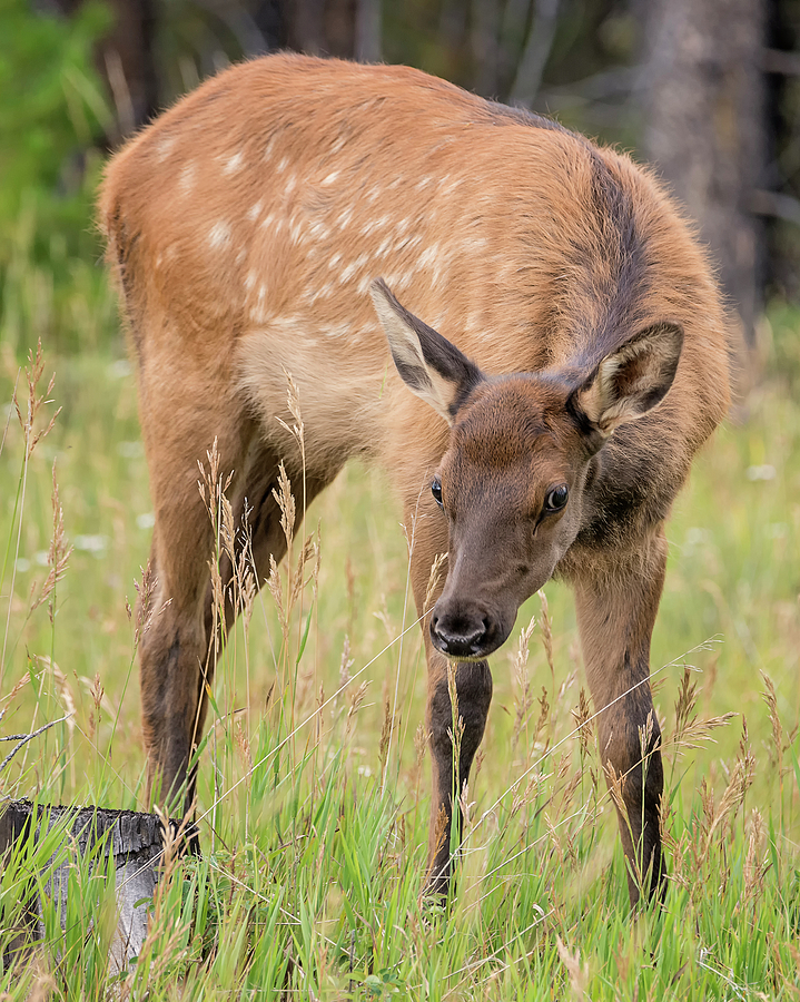 Baby Elk Photograph by Loree Johnson