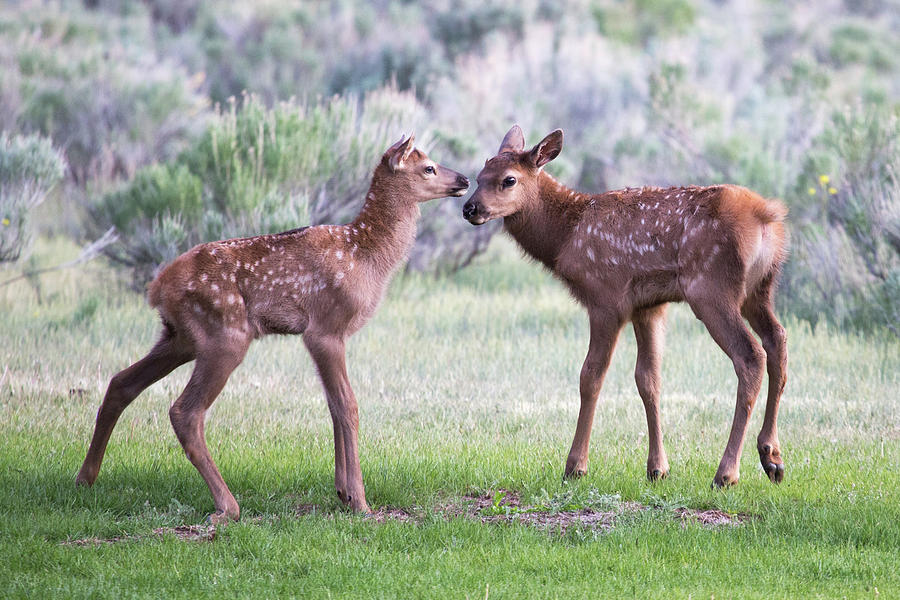 Baby Elk Photograph by Wesley Aston