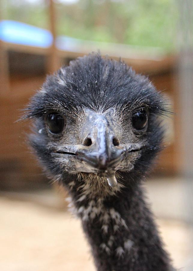 Baby Emu Photograph by Susan Bollinger - Pixels