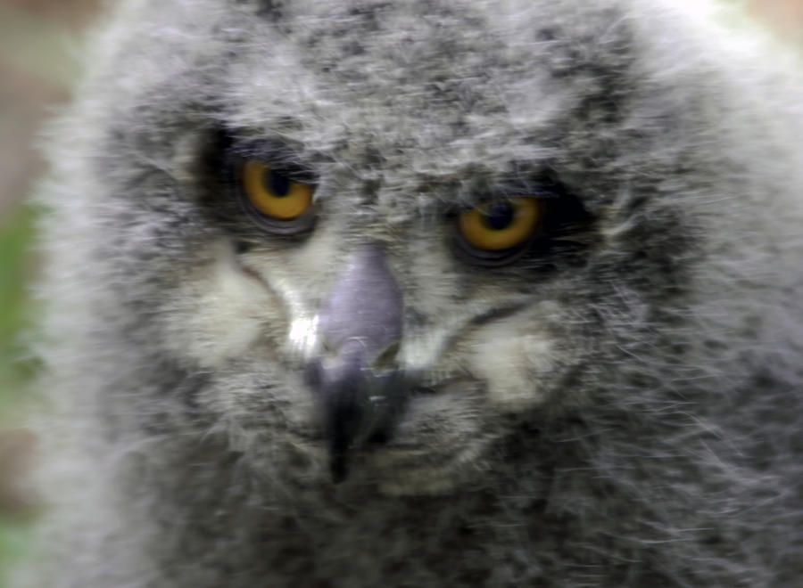 baby eurasian eagle owl