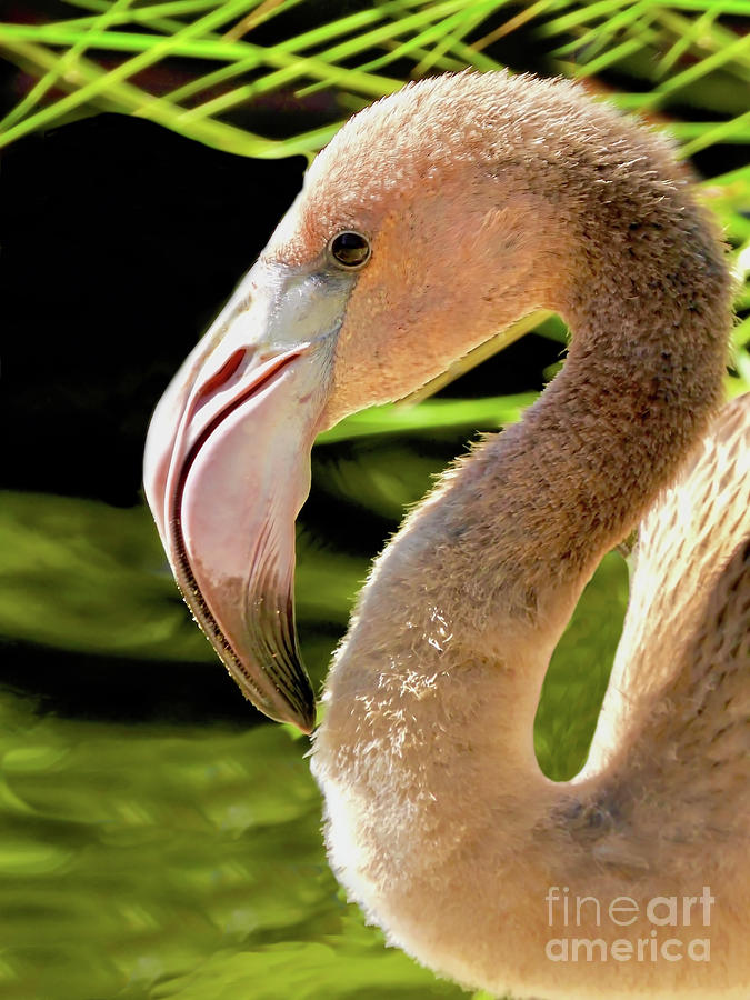 Baby Flamingo Profile Photograph by Beth Myer Photography
