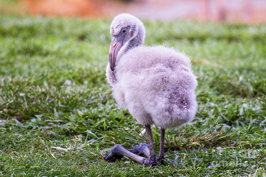 Baby Flamingo Sitting by Stephanie Hayes Baby Flamingo Sitting by Stephanie Hayes