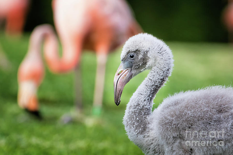 Baby Flamingo with mom in background by Stephanie Hayes Baby Flamingo with mom in background by Stephanie Hayes