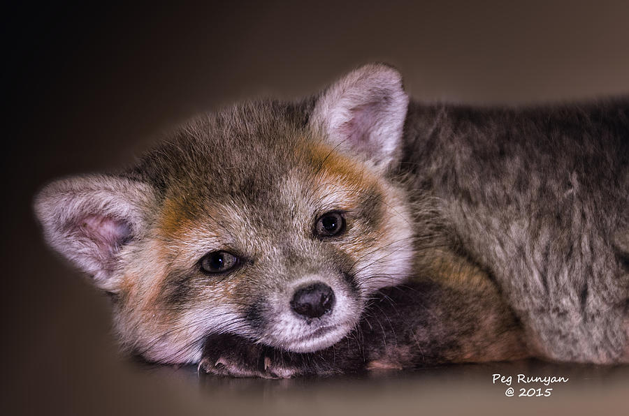 Baby Fox Photograph by Peg Runyan