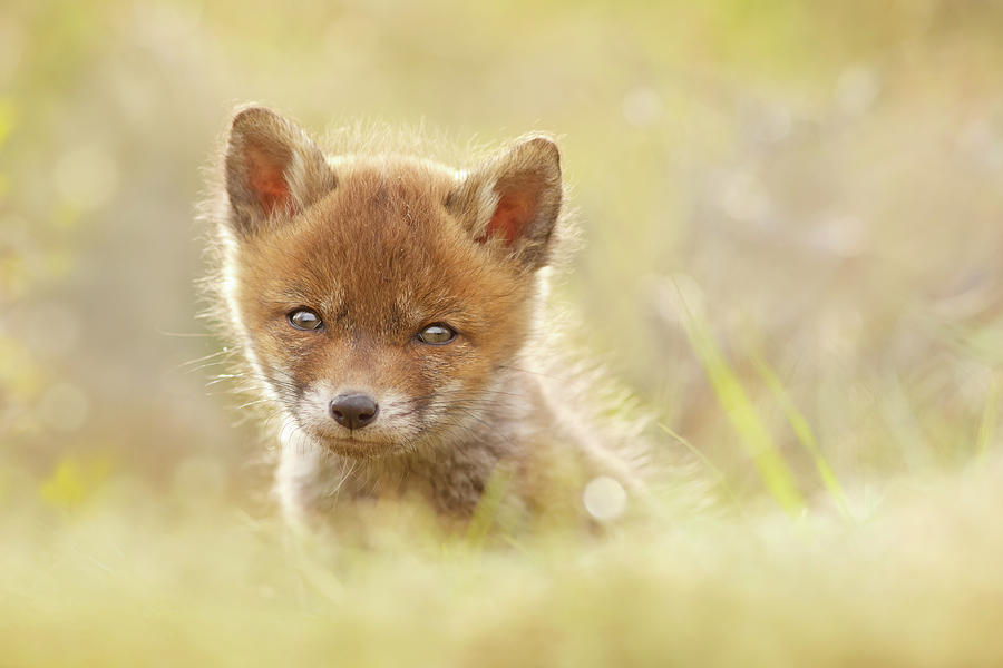 Baby fox фото