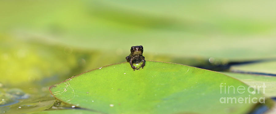 Baby Frog on Lily Pad 8967 Photograph by Jack Schultz