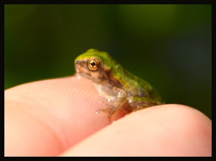 Baby Frog #2 by Stephanie Monk