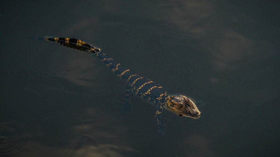 Baby Gator 2 Delray Beach, Florida Photograph by Lawrence S Richardson Jr